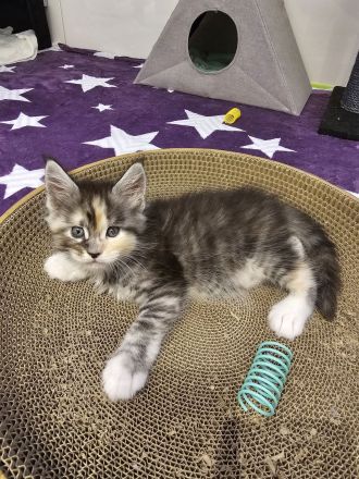 Reinrassige Maine Coon Kitten