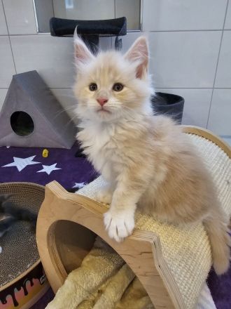 Reinrassige Maine Coon Kitten