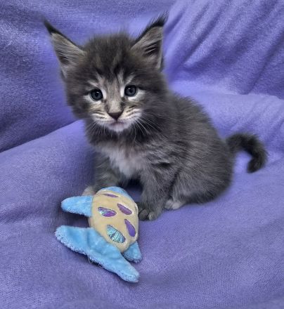Reinrassige Maine Coon Kitten