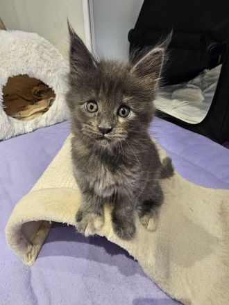 Reinrassige Maine Coon Kitten