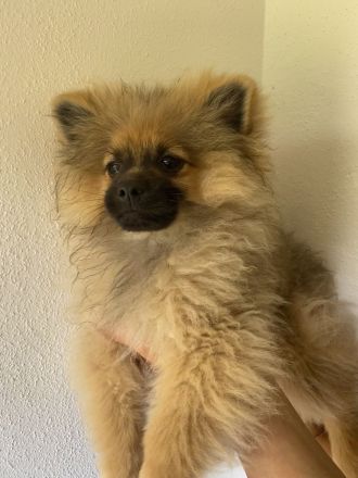 Pomeranian Welpen