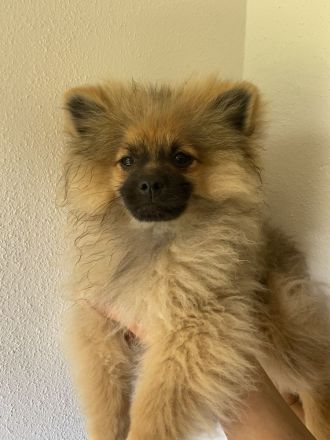 Pomeranian Welpen