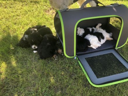 Süße amerikanische Cockerspanielwelpen suchen in 6 Wochen ein neues Zuhause