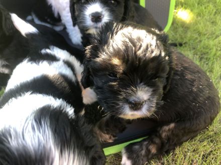 Süße amerikanische Cockerspanielwelpen suchen in 6 Wochen ein neues Zuhause