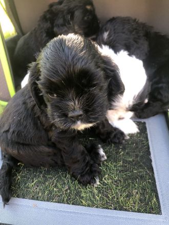 Süße amerikanische Cockerspanielwelpen suchen in 6 Wochen ein neues Zuhause