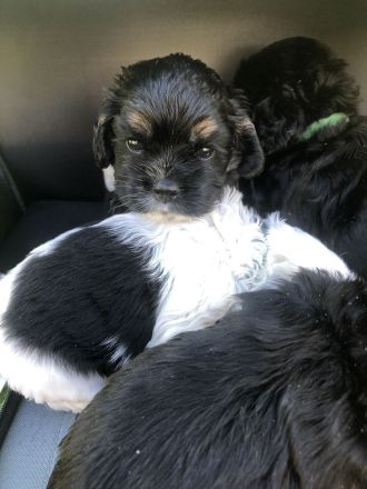 Süße amerikanische Cockerspanielwelpen suchen in 6 Wochen ein neues Zuhause