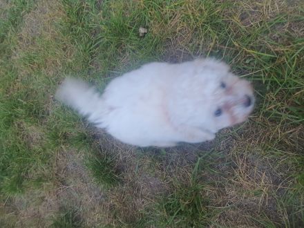 Reinrassige Welpen bichon 3 Monate alt