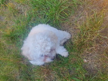 Reinrassige Welpen bichon 3 Monate alt