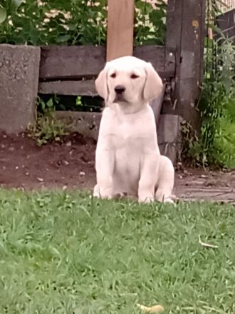 Labrador-Golden-Retriever-Mix Welpen! Nur noch ein schwarzer Rüde u. 1 helles Weibchen