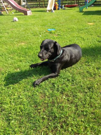 Labrador-Golden-Retriever-Mix Welpen! Nur noch ein schwarzer Rüde u. 1 helles Weibchen
