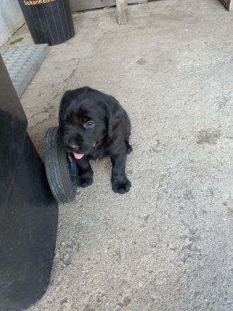 Labrador-Golden-Retriever-Mix Welpen! Nur noch ein schwarzer Rüde u. 1 helles Weibchen