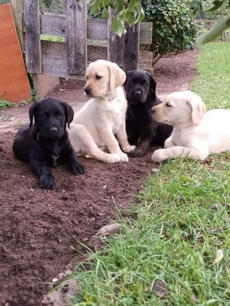Labrador-Golden-Retriever-Mix Welpen! Nur noch ein schwarzer Rüde u. 1 helles Weibchen
