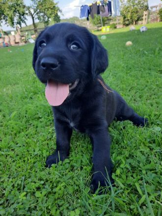 Labrador-Golden-Retriever-Mix Welpen! Nur noch ein schwarzer Rüde u. 1 helles Weibchen