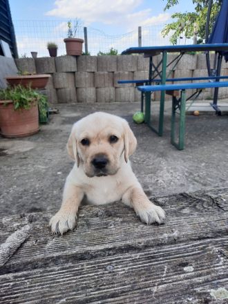 Labrador-Golden-Retriever-Mix Welpen! Nur noch ein schwarzer Rüde u. 1 helles Weibchen