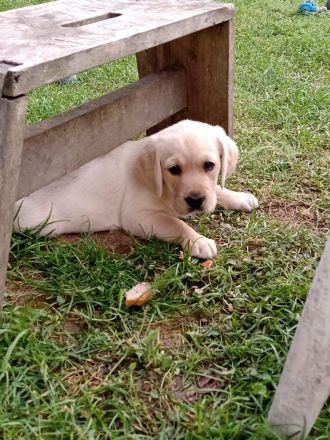 Labrador-Golden-Retriever-Mix Welpen! Nur noch ein schwarzer Rüde u. 1 helles Weibchen