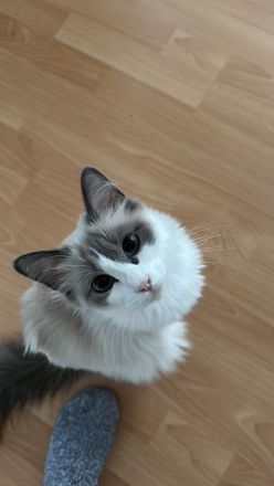 Reinrassige Ragdoll Babykatzen suchen neues Zuhause