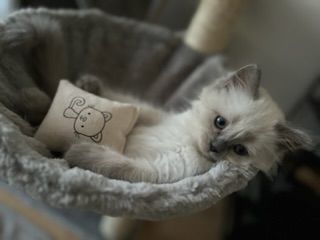 Reinrassige Ragdoll Babykatzen suchen neues Zuhause