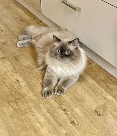 Reinrassige Ragdoll Babykatzen suchen neues Zuhause