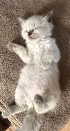 Reinrassige Ragdoll Babykatzen suchen neues Zuhause