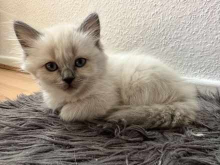 Reinrassige Ragdoll Babykatzen suchen neues Zuhause
