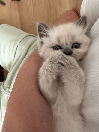 Reinrassige Ragdoll Babykatzen suchen neues Zuhause