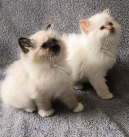 Heilige Birma Kitten suchen ein neues Zuhause