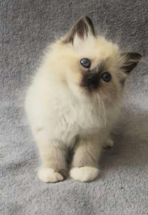 Heilige Birma Kitten suchen ein neues Zuhause