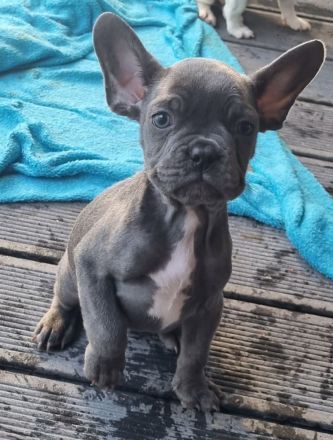 Französische bulldoggen welpen