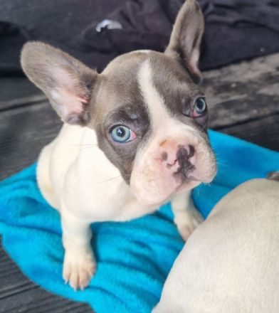 Französische bulldoggen welpen