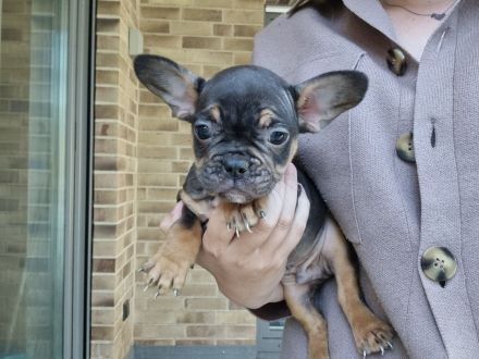Französische bulldoggen welpen