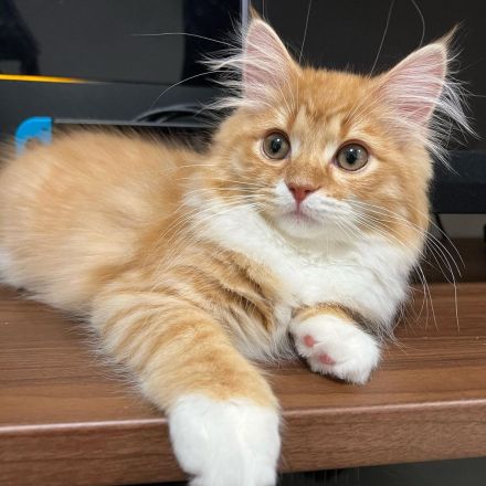 Sibirisches Kätzchen