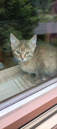 Mischlingskatzen 4 Monate alt stubenrein und lieb weiblich