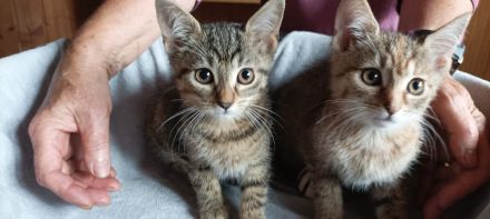 Mischlingskatzen 4 Monate alt stubenrein und lieb weiblich