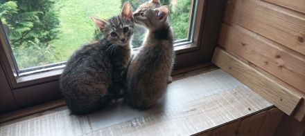 Mischlingskatzen 4 Monate alt stubenrein und lieb weiblich