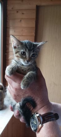 Mischlingskatzen 4 Monate alt stubenrein und lieb weiblich