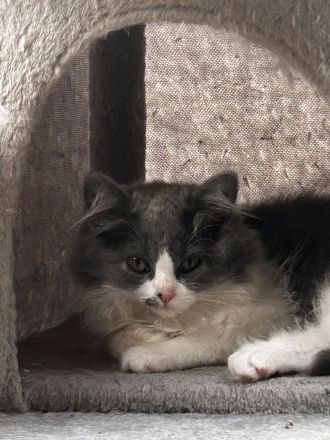 Britisch langhaar Kater