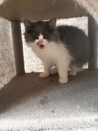 Britisch langhaar Kater