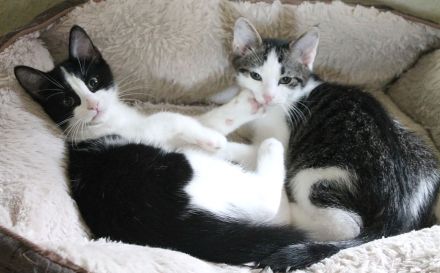 Heilige Birma mit Ekh, Edelmix Kitten suchen liebevolles zu Hause,