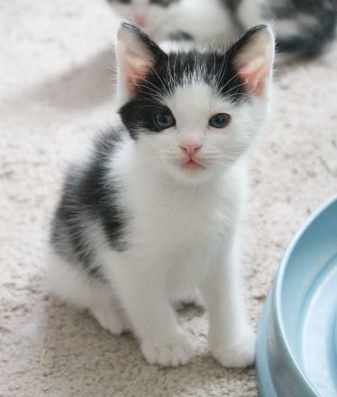 Heilige Birma mit Ekh, Edelmix Kitten suchen liebevolles zu Hause,