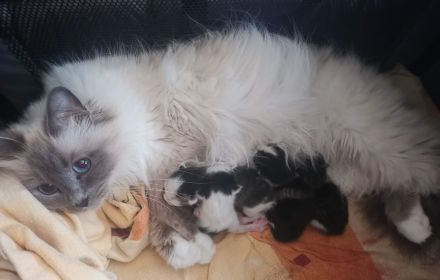 Heilige Birma mit Ekh, Edelmix Kitten suchen liebevolles zu Hause,