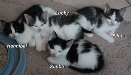 Heilige Birma mit Ekh, Edelmix Kitten suchen liebevolles zu Hause,