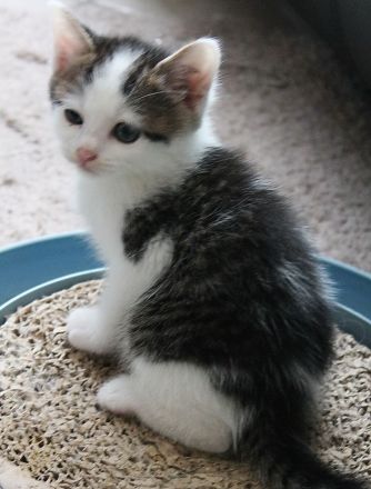 Heilige Birma mit Ekh, Edelmix Kitten suchen liebevolles zu Hause,