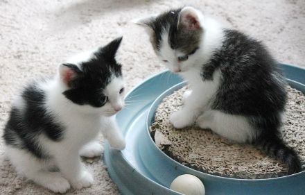 Heilige Birma mit Ekh, Edelmix Kitten suchen liebevolles zu Hause,