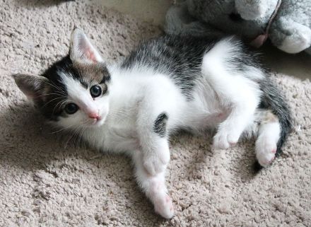 Heilige Birma mit Ekh, Edelmix Kitten suchen liebevolles zu Hause,