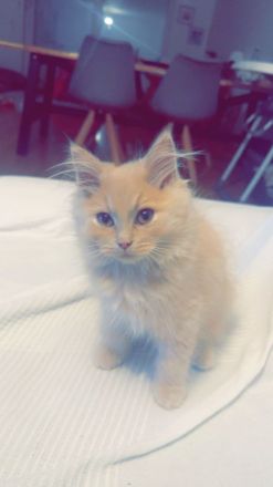 Sibirische Babykatze