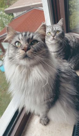 Katzenpaar sucht neues liebevolles Zuhause