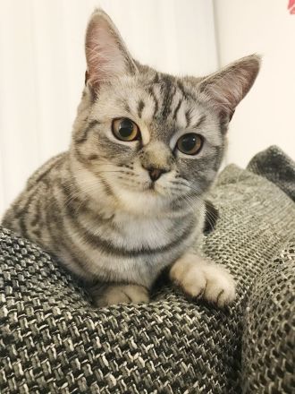 Katzenpaar sucht neues liebevolles Zuhause