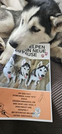 WUNDERSCHÖNE Husky Bärchen abzugeben