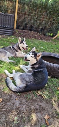 WUNDERSCHÖNE Husky Bärchen abzugeben