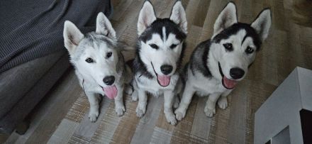 WUNDERSCHÖNE Husky Bärchen abzugeben